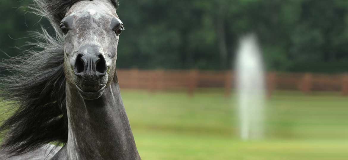 Home of Island Elegance<br/><span>Canadian National Champion Mare</span>