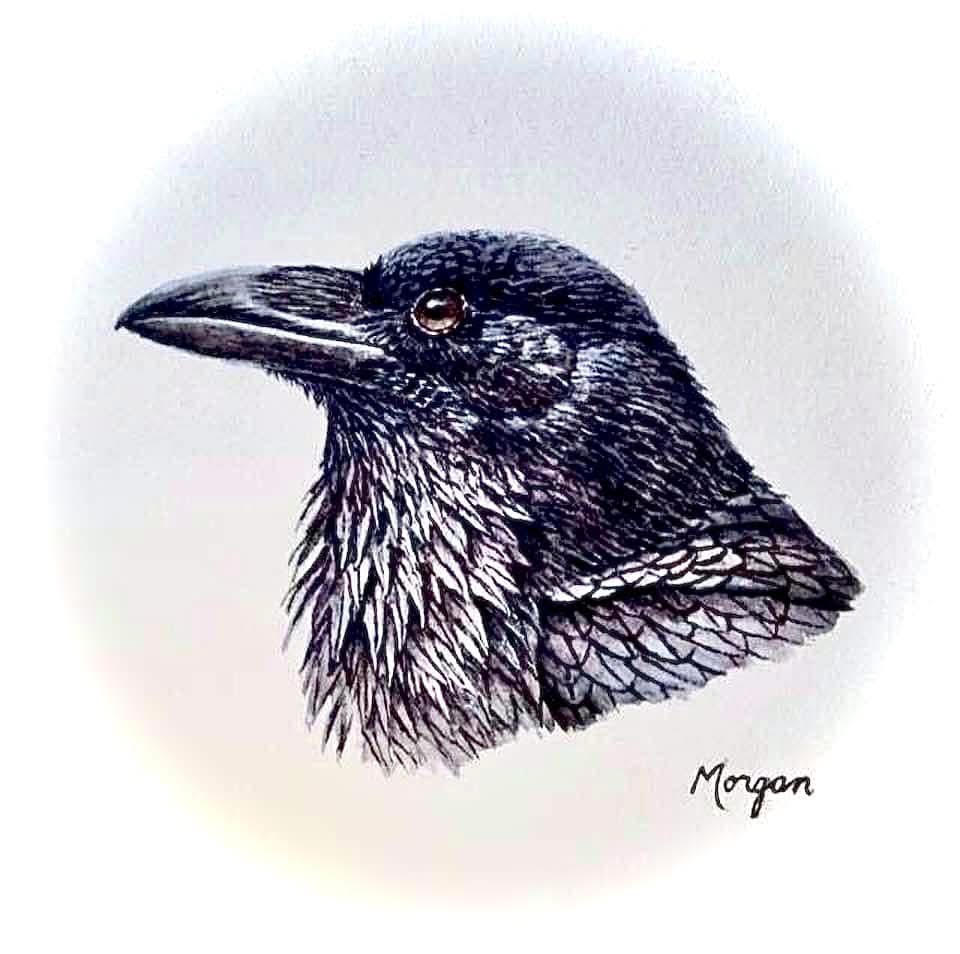 "Raven Head Study"