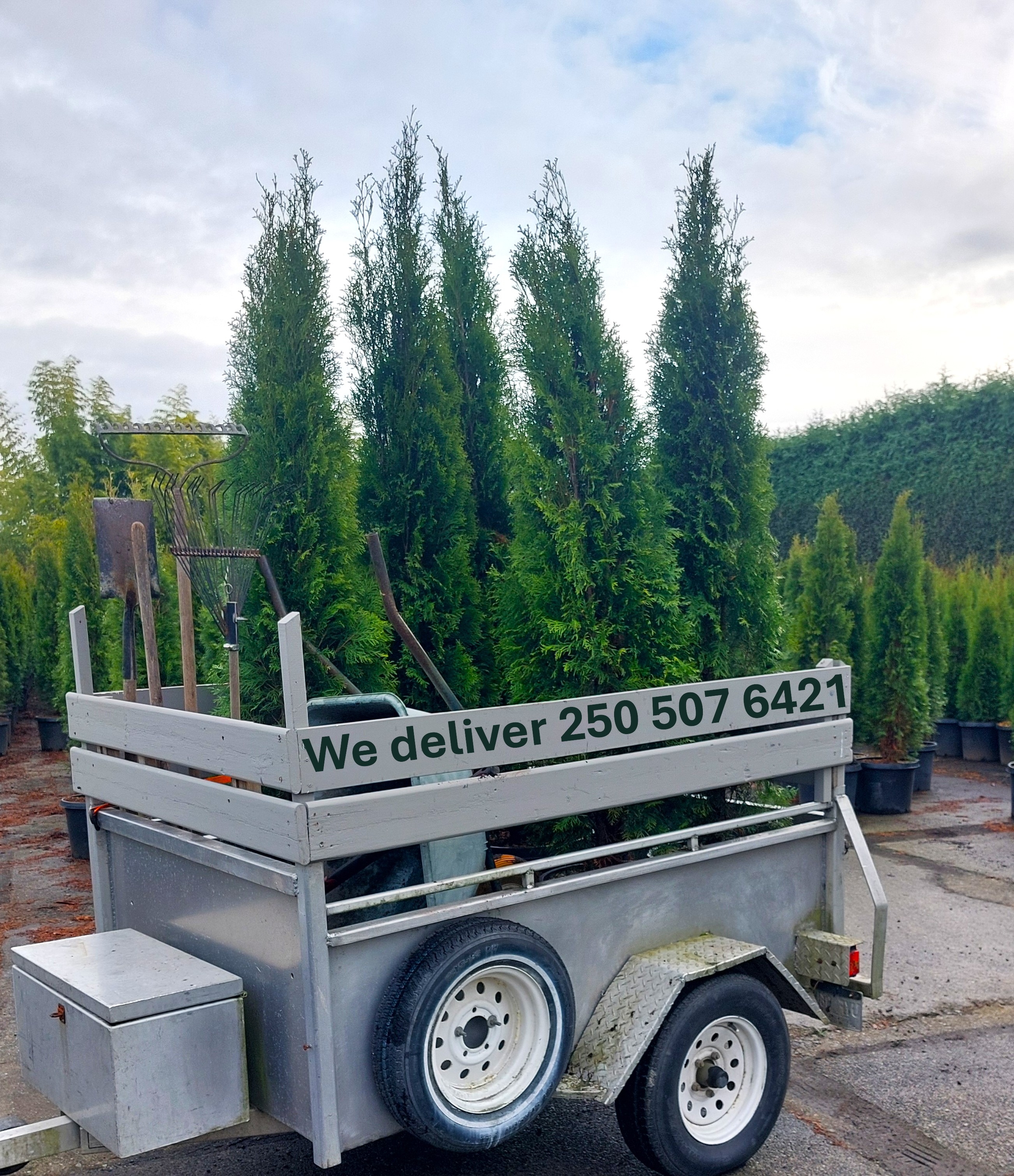 Landscape delivery Central Saanich hedge trees 